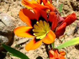 Sparaxis tricolor